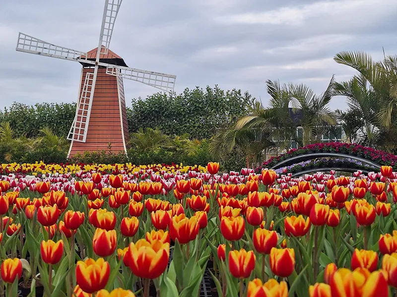Taichung flower garden